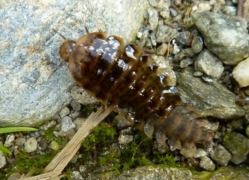 Larva di Silphidae